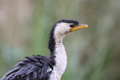 Microcarbo melanoleucos