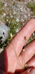 Eremogone capillaris