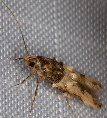 Walshia miscecolorella