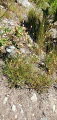 Eremogone capillaris