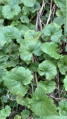 Glechoma hederacea