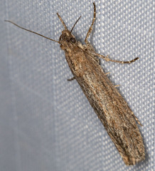 Ypsolopha