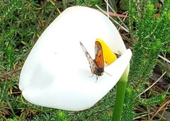 Acraea horta