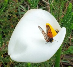 Acraea horta