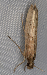 Ypsolopha