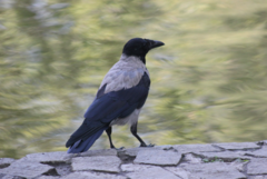 Corvus cornix