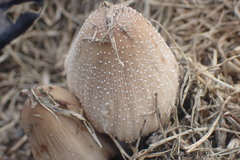 Micacei