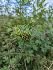 Dasineura crataegi