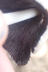 Micacei