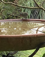Acanthiza pusilla