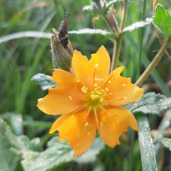 Mentzelia hispida