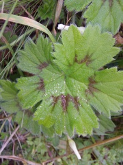Pelargonium alchemilloides