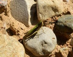 Chorthippus dorsatus