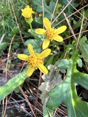 Senecio taitungensis