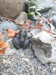 Rana boylii