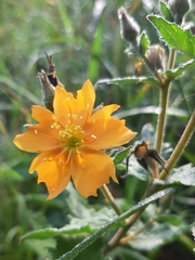 Mentzelia hispida