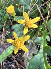 Senecio taitungensis