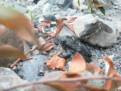 Rana boylii
