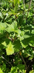 Ribes acerifolium