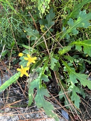 Senecio taitungensis