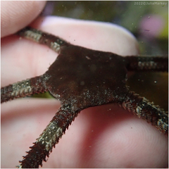 Ophioderma panamense