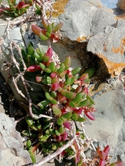 Disphyma australe australe