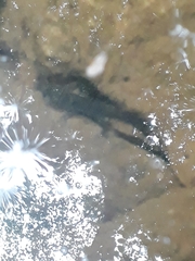 Salamandra salamandra