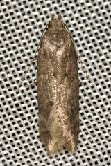Bryotropha terrella