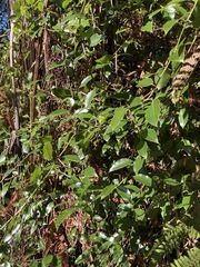 Passiflora tetrandra