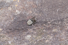Maratus griseus