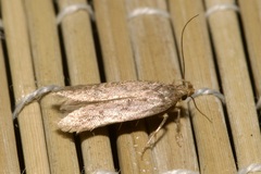 Bryotropha terrella