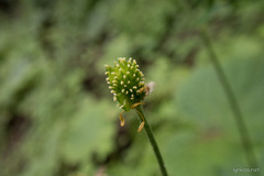 Ranunculus cortusifolius