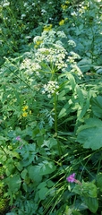 Ligusticum grayi