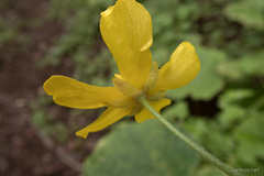 Ranunculus cortusifolius