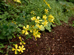 Ranunculus cortusifolius