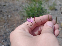 Epilobium brachycarpum