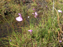 Utricularia