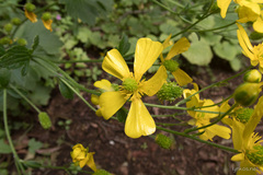 Ranunculus cortusifolius