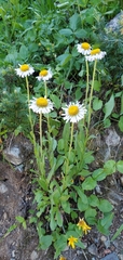 Erigeron glacialis