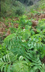 Melianthus major
