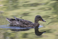 Anas platyrhynchos