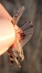 Acrotylus insubricus