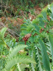 Melianthus major