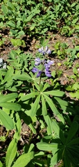 Lupinus latifolius
