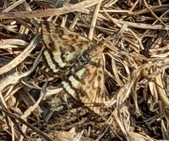 Pyrausta subsequalis