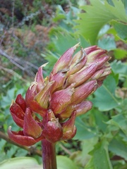 Melianthus major