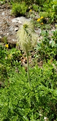 Pulsatilla occidentalis