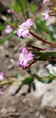 Epilobium glaberrimum