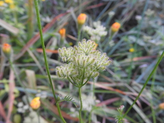 Torilis arvensis