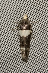 Recurvaria leucatella